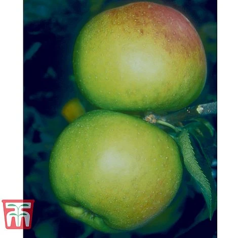 Apple 'Blenheim Orange' 7 Apple 'Blenheim Orange' - Image 5