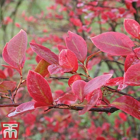 Blueberry 'Full Season Collection' 7 Blueberry 'Full Season Collection' - Image 5