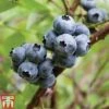 Blueberry 'Earliblue' -Plants Sale BLUE CWW3178 A