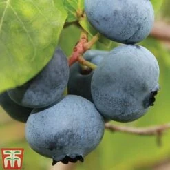 Blueberry 'Brigitta' (Late Season) -Plants Sale BLUE CWW3305 B