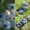 Blueberry 'Full Season Collection' -Plants Sale BLUE CWW3308 A