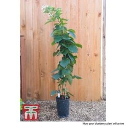 Blackberry 'Reuben' 7 Blackberry 'Reuben' -Plants Sale BLUE CWW4677 CC