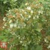Blueberry 'Bluegold' -Plants Sale BLUE TKA3648 B