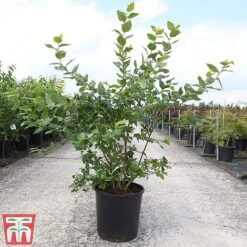 Blueberry 'Goldtraube 71' 5 Blueberry 'Goldtraube 71' -Plants Sale BLUE TKA3658 A