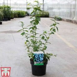 Blueberry 'Spartan' -Plants Sale BLUE TKA3660 B