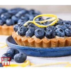 Blueberry 'Spartan' -Plants Sale BLUE TKA3660 CC