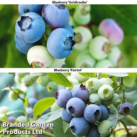 Blueberry Duo 3 Blueberry Duo