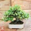 Bonsai Carmona Microphylla (House Plant) -Plants Sale BONS TKA3020 A