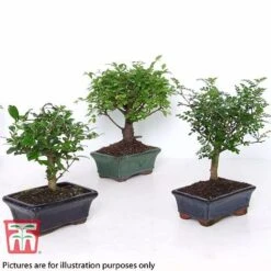 Bonsai Carmona Microphylla (House Plant) -Plants Sale BONS TKA3020 B