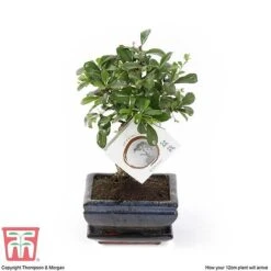 Bonsai Carmona Microphylla (House Plant) -Plants Sale BONS TKA3020 E1