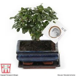 Bonsai Carmona Microphylla (House Plant) -Plants Sale BONS TKA3020 G1