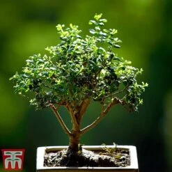 Bonsai Ligustrum -Plants Sale BONS TKA3021 A1