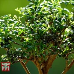 Bonsai Ligustrum -Plants Sale BONS TKA3021 C