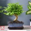 Bonsai Ligustrum -Plants Sale BONS TKA3021 E