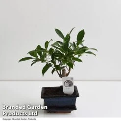 Bonsai Ficus In Ceramic Saucer -Plants Sale BONS FICUS13CM T47335