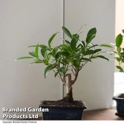 Bonsai Ficus In Ceramic Saucer -Plants Sale BONS FICUSCERA T47341