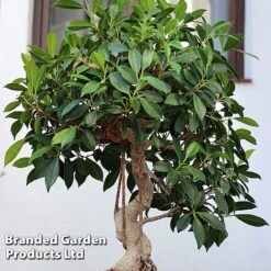 Bonsai Ficus In Ceramic Saucer -Plants Sale BONS FICUSCERA W45972