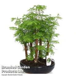 Bonsai Metasequoia Forest Mix In Oval Ceramic -Plants Sale BONS FORESTMIX T50180