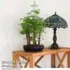 Bonsai Metasequoia Forest Mix In Oval Ceramic 2 Bonsai Metasequoia Forest Mix In Oval Ceramic -Plants Sale BONS FORESTMIX T50181