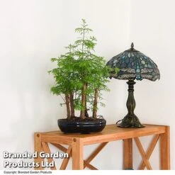 Bonsai Metasequoia Forest Mix In Oval Ceramic -Plants Sale BONS FORESTMIX T50182