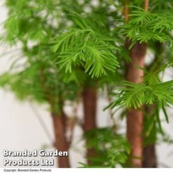 Bonsai Metasequoia Forest Mix In Oval Ceramic -Plants Sale BONS FORESTMIX T50185
