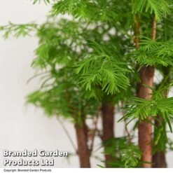 Bonsai Metasequoia Forest Mix In Oval Ceramic -Plants Sale BONS FORESTMIX T50186