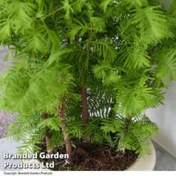 Bonsai Metasequoia Forest Mix In Oval Ceramic -Plants Sale BONS FORESTMIX T50505