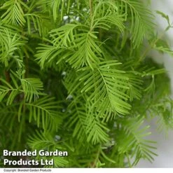 Bonsai Metasequoia Forest Mix In Oval Ceramic -Plants Sale BONS FORESTMIX T50506