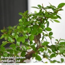 Bonsai Mix In Easy Care Pot -Plants Sale BONS MXEASYCAR T49211
