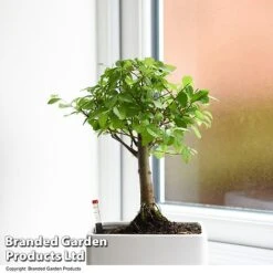 Bonsai Mix In Easy Care Pot -Plants Sale BONS MXEASYCAR T49215
