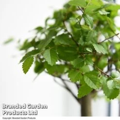 Bonsai Mix In Easy Care Pot -Plants Sale BONS MXEASYCAR T49216