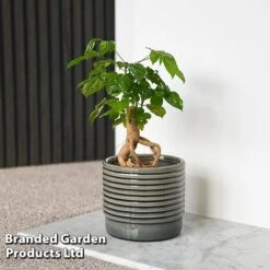 Radermachera Sinica Bonsai Form -Plants Sale BONS RADERMACH T45097F