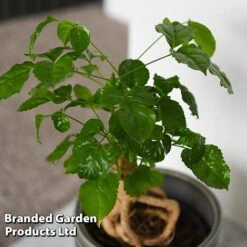 Radermachera Sinica Bonsai Form -Plants Sale BONS RADERMACH T45099D