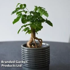 Radermachera Sinica Bonsai Form -Plants Sale BONS RADERMACH T45102A