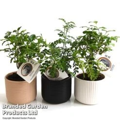 Bonsai Mix In Round Ceramic -Plants Sale BONS ROUNDMIX T49067