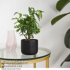 Bonsai Mix In Round Ceramic -Plants Sale BONS ROUNDMIX T49072