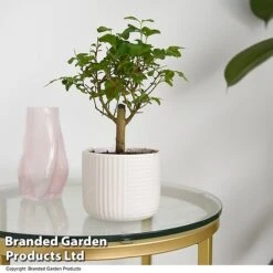 Bonsai Mix In Round Ceramic -Plants Sale BONS ROUNDMIX T49074