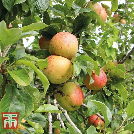 Apple 'Bramley's Seedling' 4 Apple 'Bramley's Seedling' - Image 2