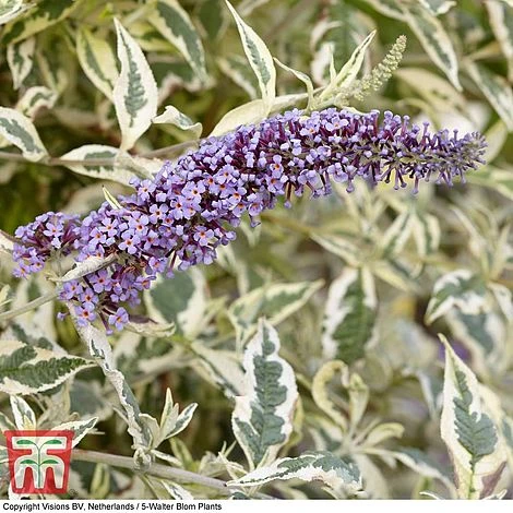Buddleja 'Butterfly Gold' 3 Buddleja 'Butterfly Gold'
