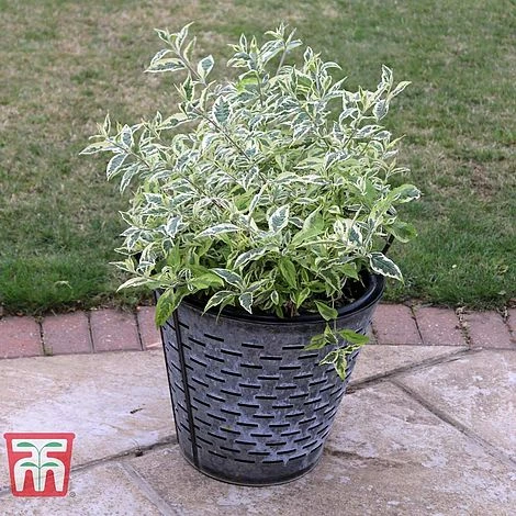 Buddleja 'Butterfly Gold' 5 Buddleja 'Butterfly Gold' - Image 3