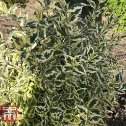 Buddleja 'Butterfly Gold' 10 Buddleja 'Butterfly Gold' -Plants Sale BUDD KB2782 C