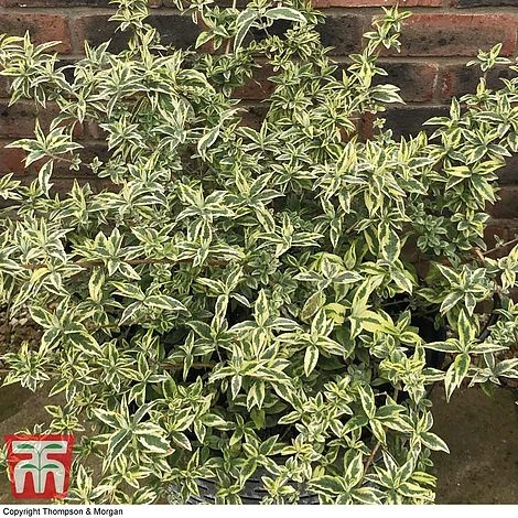 Buddleja 'Butterfly Gold' 4 Buddleja 'Butterfly Gold' - Image 2