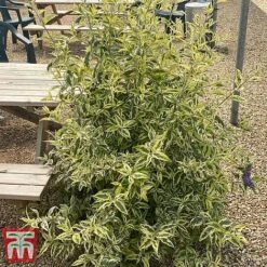 Buddleja 'Butterfly Gold' 11 Buddleja 'Butterfly Gold' -Plants Sale BUDD KB2782 E