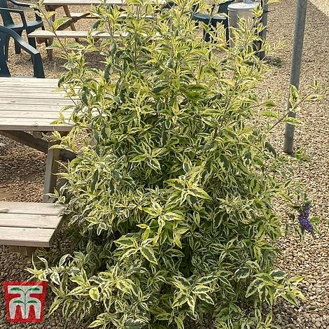 Buddleja 'Butterfly Gold' 7 Buddleja 'Butterfly Gold' - Image 5