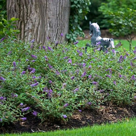 Buddleja 'Blue Chip' 4 Buddleja 'Blue Chip' - Image 2