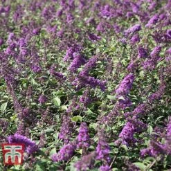 Buddleja 'Blue Chip' 10 Buddleja 'Blue Chip' -Plants Sale BUDD T63578 C