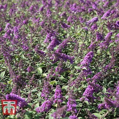 Buddleja 'Blue Chip' 5 Buddleja 'Blue Chip' - Image 3
