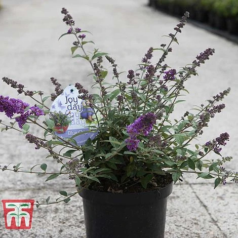 Buddleja 'Blue Chip' 8 Buddleja 'Blue Chip' - Image 6