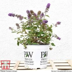 Buddleja 'Blue Chip' 12 Buddleja 'Blue Chip' -Plants Sale BUDD T63578 F