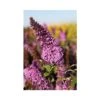 Buddleja Davidii 'Peacock' -Plants Sale BUDD T66089 A h